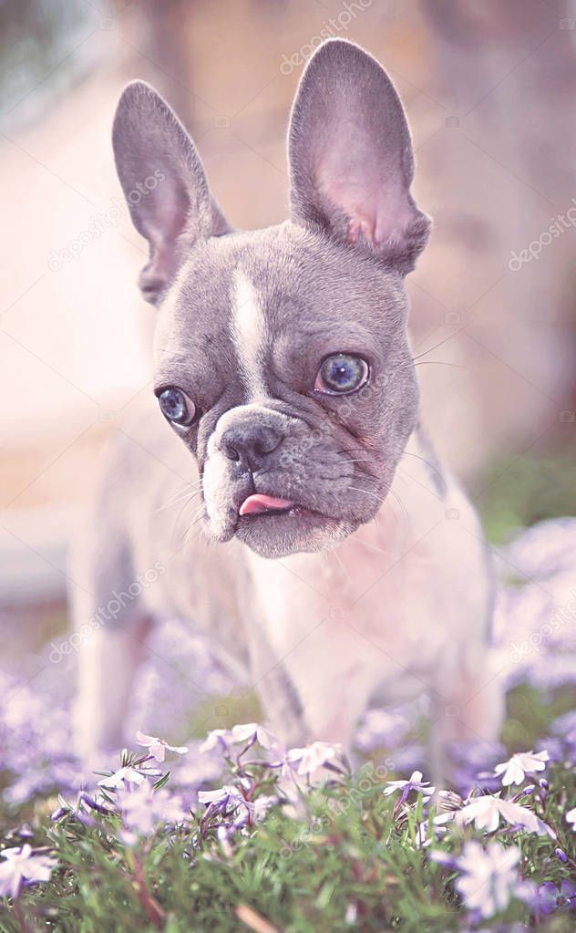 cute french bulldog puppy sitting in purple flowers toned with a retro vintage instagram filter 