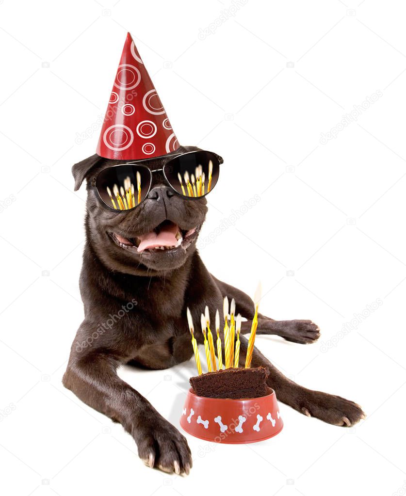 cute pug looking at a piece of birthday cake with candles on it