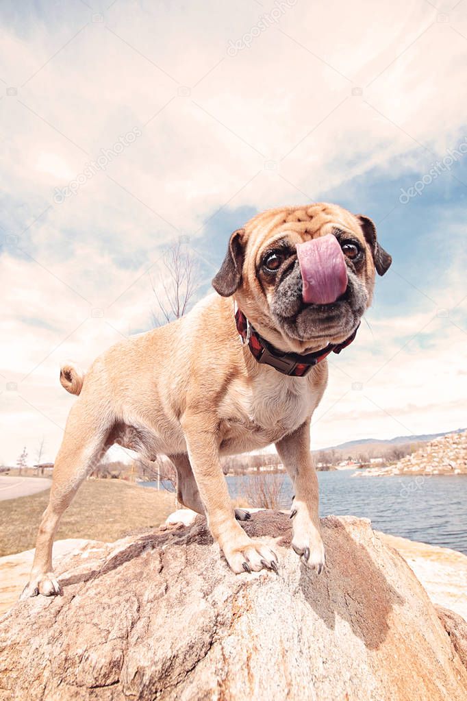 pug standing on a rock licking his face toned with a retro vintage instagram filter 