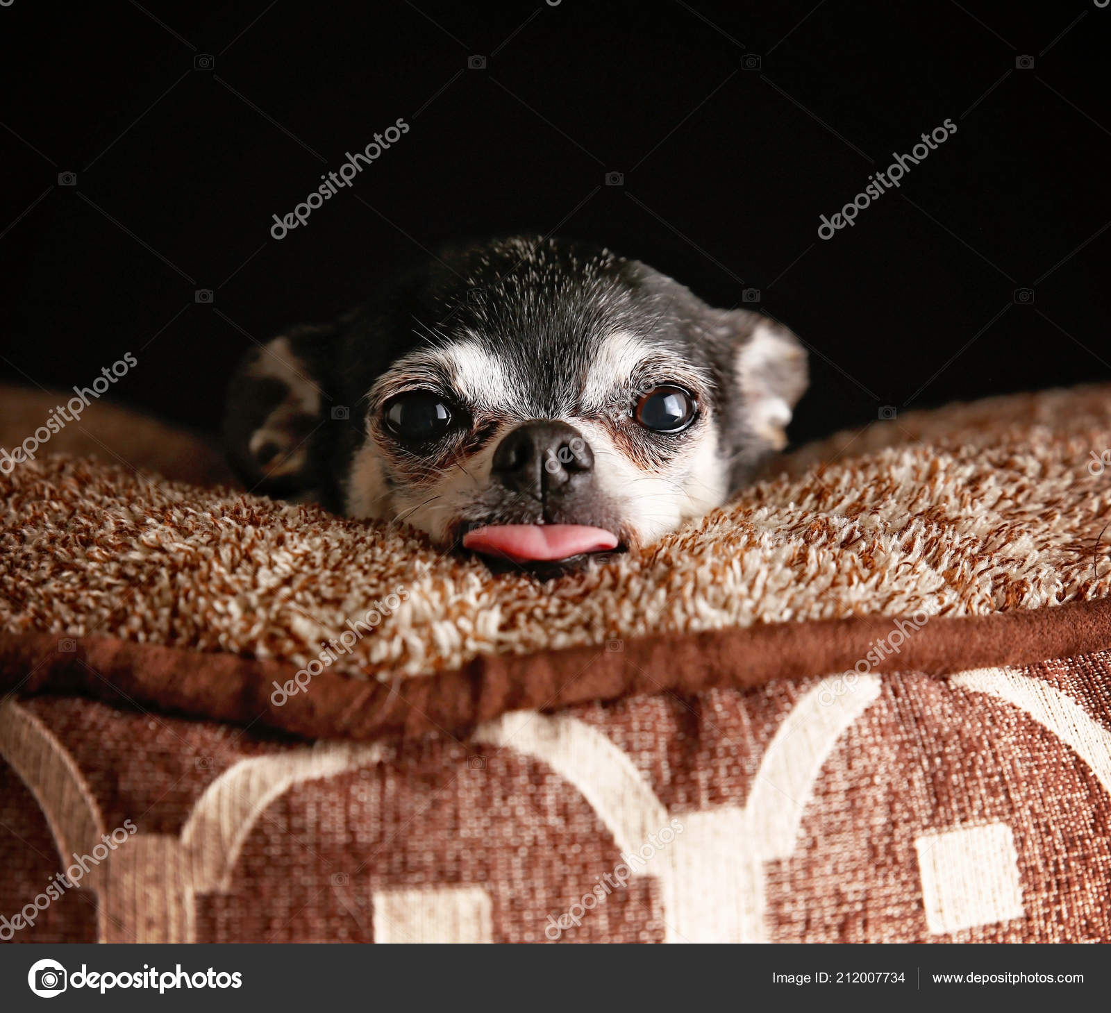 Stockfotos Hund Kumpel Bilder Stockfotografie Hund Kumpel Lizenzfreie Fotos Seite 2 Depositphotos