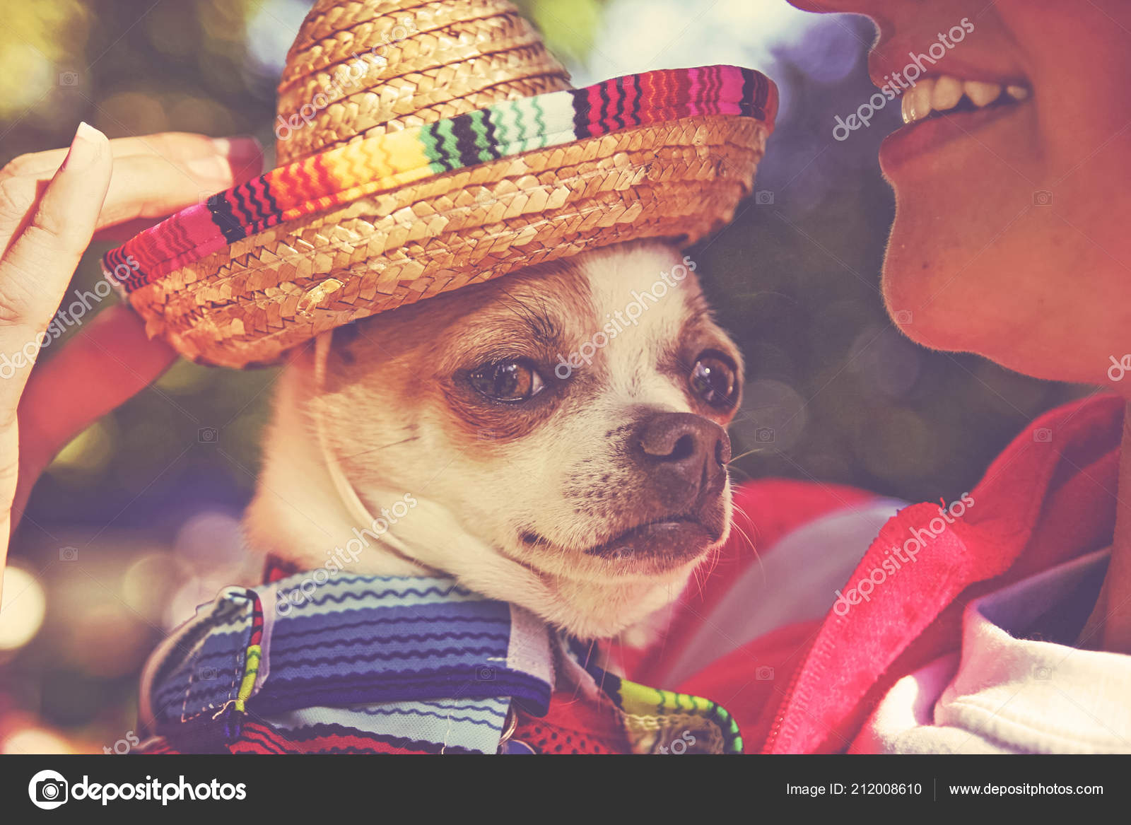 chihuahua in sombrero