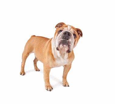 beyaz bir arka plan üzerinde izole bir şirin olde İngilizce bulldog stüdyo çekim
