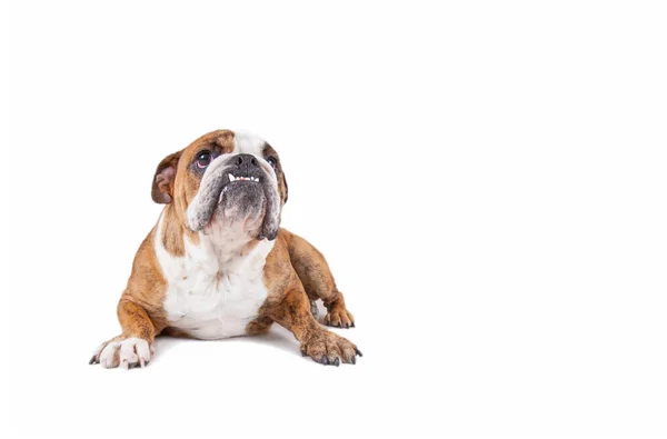 Studioaufnahme Einer Niedlichen Alten Englischen Bulldogge Isoliert Auf Weißem Hintergrund — Stockfoto