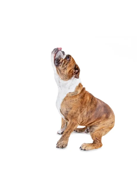 Studio Girato Simpatico Vecchio Bulldog Inglese Isolato Uno Sfondo Bianco — Foto Stock