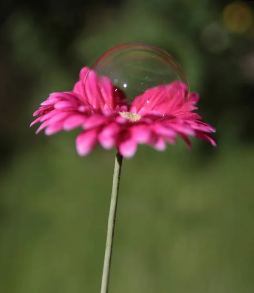 Seifenblase Auf Einer Blume Mit Sehr Flachem — Stockfoto