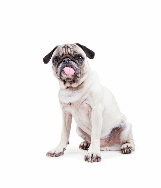 Lindo Cachorro Pug Con Lengua Colgando Estudio Aislado Sobre Fondo — Foto de Stock