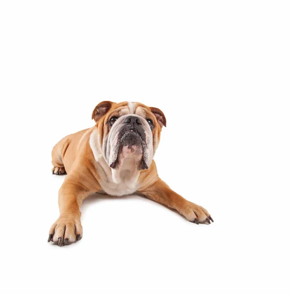 Studioaufnahme Einer Niedlichen Alten Englischen Bulldogge Isoliert Auf Weißem Hintergrund — Stockfoto