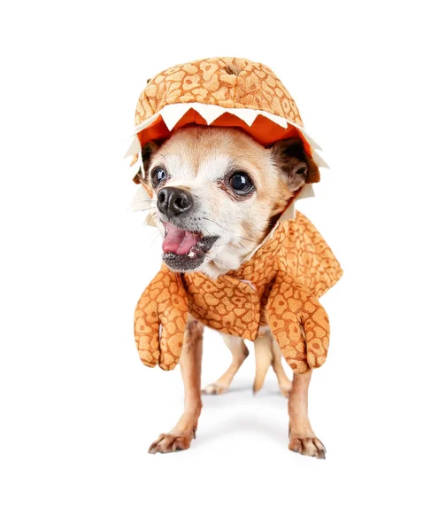 Söt Chihuahua Klädd Dinosaurie Kostym Isolerad Vit Bakgrund — Stockfoto