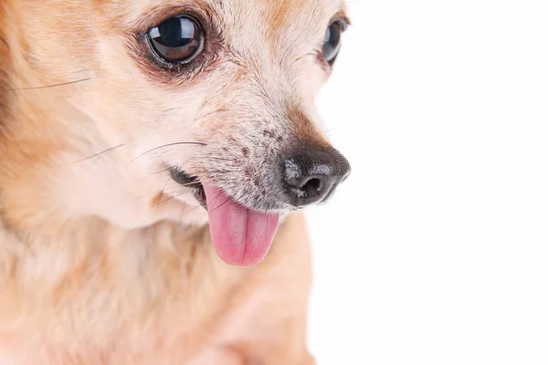 Lindo Chihuahua Con Lengua Fuera Aislado Sobre Fondo Blanco — Foto de Stock