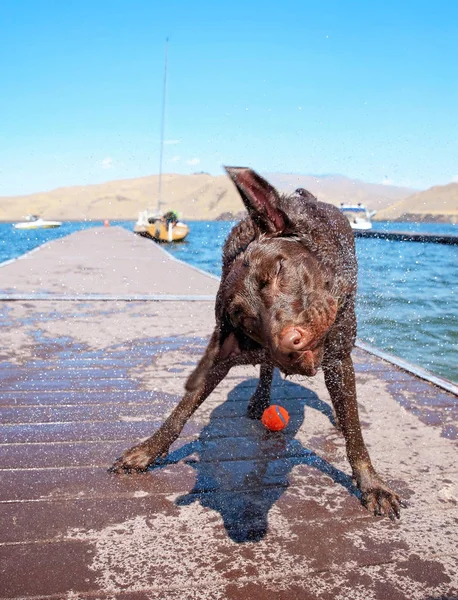 chocolate lab shaking off water on a dock floating on a lake