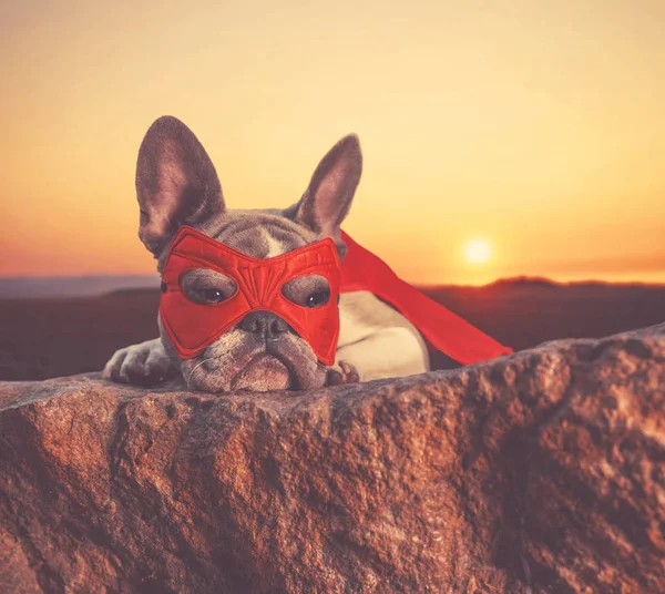 Carino Bulldog Francese Con Costume Super Eroe Tramonto — Foto Stock