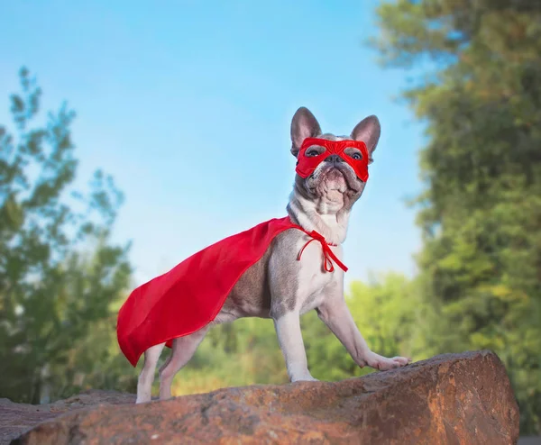 Söt Franska Bulldog Superhjälte Kostym — Stockfoto