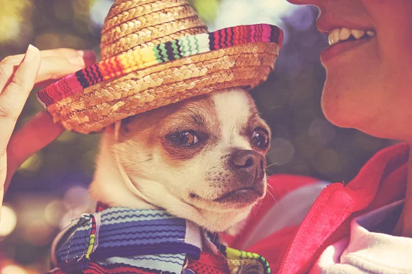 cute chihuahua with a sombrero hat on  toned with a retro vintage instagram filter