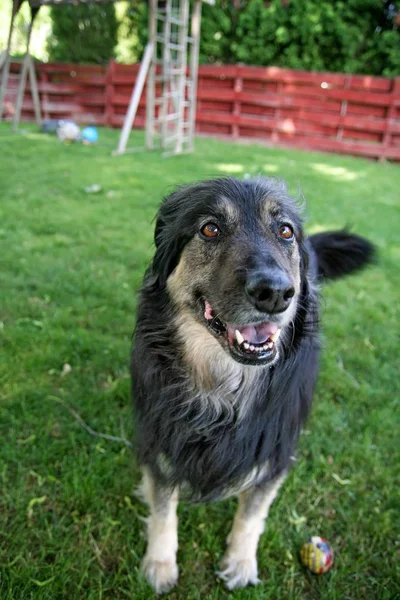 Duitse Herder Mix Een Tuin Met Een Bal Het Gras — Stockfoto