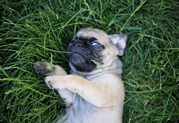 Cute Baby Pug Chihuahua Mix Called Chug Playing Green Lawn — Stock Photo, Image