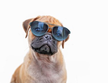 güneş gözlüğü takmış beyaz bir arka plan üzerinde izole boksör chihuahua karışımı köpek yavrusu