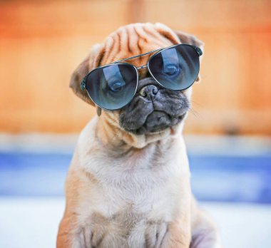  Yaz aylarında güneş gözlüğü takıyor bir arka bahçe çit içinde bir havuzda önünde tilt kafa kameraya bakarak bir şirin chihuahua pug mix köpek yavrusu (çuf)