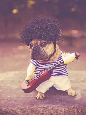 sevimli Fransız buldozer bir peruk ve giysi bir gitar çalmak