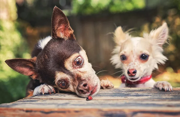 Dwa Chute Chihuahua Ogląda Biedronka Drewnianym Stole Gorący Letni Dzień — Zdjęcie stockowe