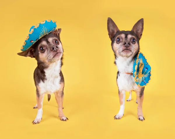 Dos Chihuahua Lindo Usando Sombrero Sobre Fondo Amarillo Aislado —  Fotos de Stock