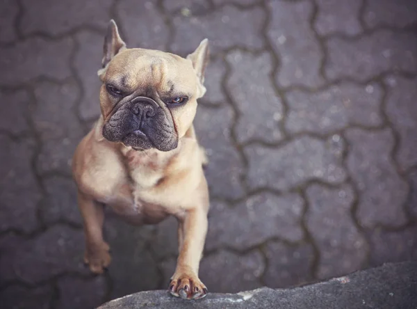Lindo Bulldog Francés Haciendo Una Cara Divertida Fondo Pavimentador Ladrillo —  Fotos de Stock