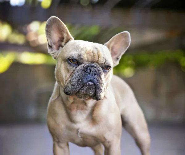 Niedliche Französische Bulldogge Macht Ein Lustiges Gesicht Einem Natürlichen Hintergrund — Stockfoto