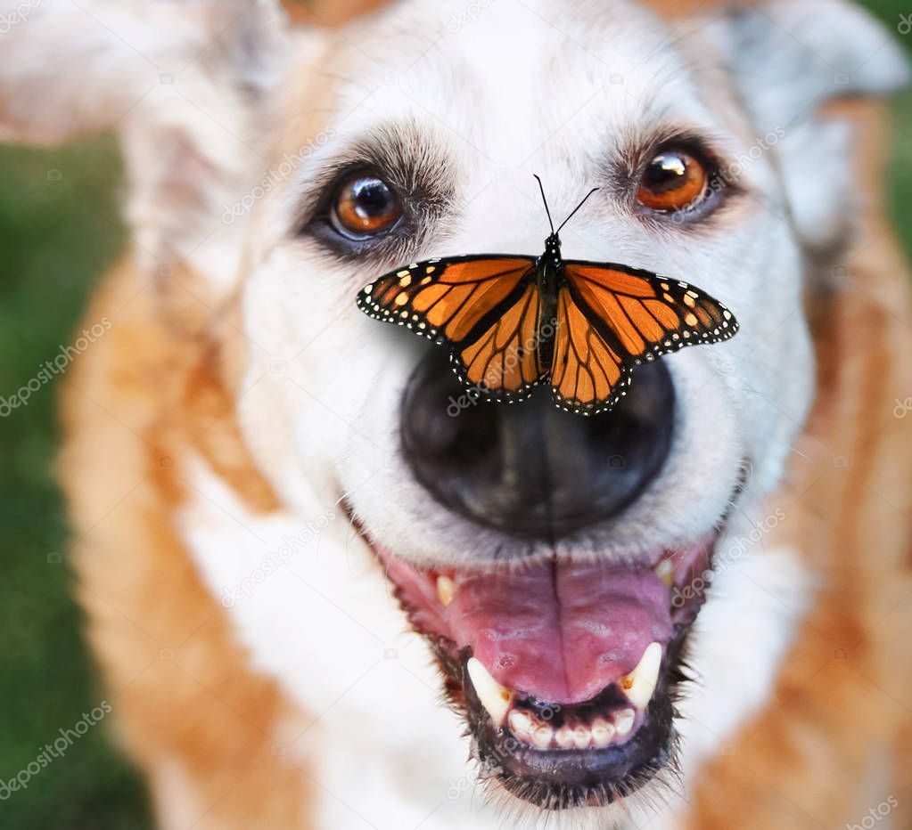 senior dog laying in the grass in a backyard smiling at the camera with a butterfly on his nose