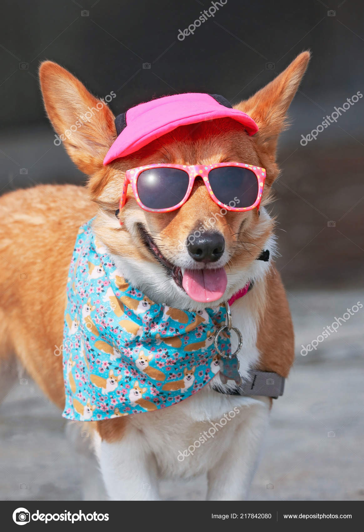Cute Corgi Wearing Sunglasses Pink Hat 