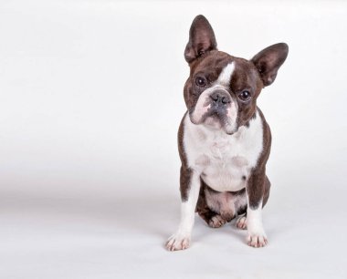 ateş bir beyaz arka plan stüdyo izole şirin boston terrier köpek yavrusu