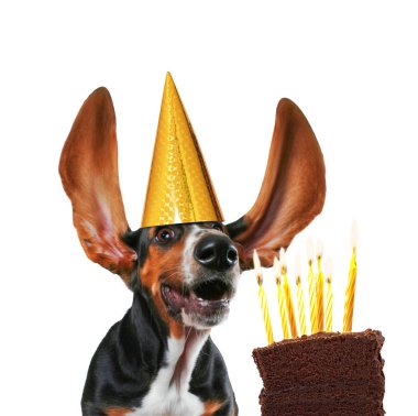 komik basset hound altın Doğum günü şapkası ve çikolatalı kek mum dışarı üfleme uzun çırpma kulakları ile