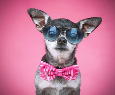 şirin chihuahua bir papyon ve izole mavi bir arka plan üzerinde güneş gözlüğü ile