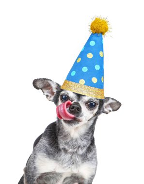 şirin chihuahua ile izole bir beyaz arka yüzünde yalama üzerinde mavi polka dot Doğum günü parti şapkası