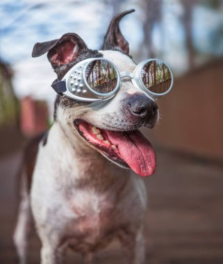 sevimli Amerikan staffordshire terrier gözlük takıyor ve nefes nefese bir köprü