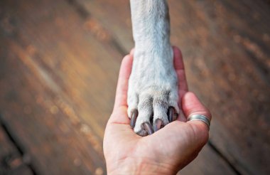 pitbull lab mix with her paw in the hand of her owner clipart