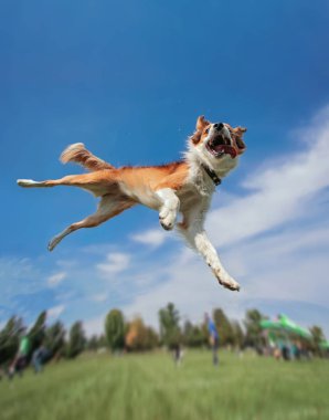 an australian shepherd collie jumping high in the air in a wide angle shot playing and fetching a frisbee disc  clipart