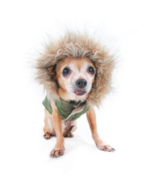 kapüşonlu bir izole beyaz arka plan stüdyo çekim üzerinde şirin chihuahua bir kürk kaplı