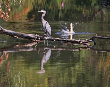 büyük mavi balıkçıl arkasında atlama büyük sazan ile bir sıcak yaz gününde bir havuzda bir oturum