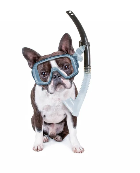 Cute Boston Terrier Puppy Isolated White Diving Scuba Mask Snorkel — Stock Photo, Image