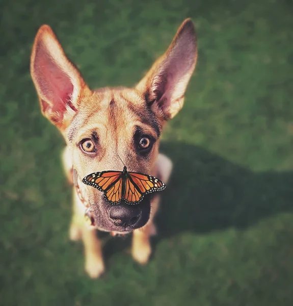 夏天在公园草地上的一只可爱的狗 鼻子上有一只蝴蝶 — 图库照片