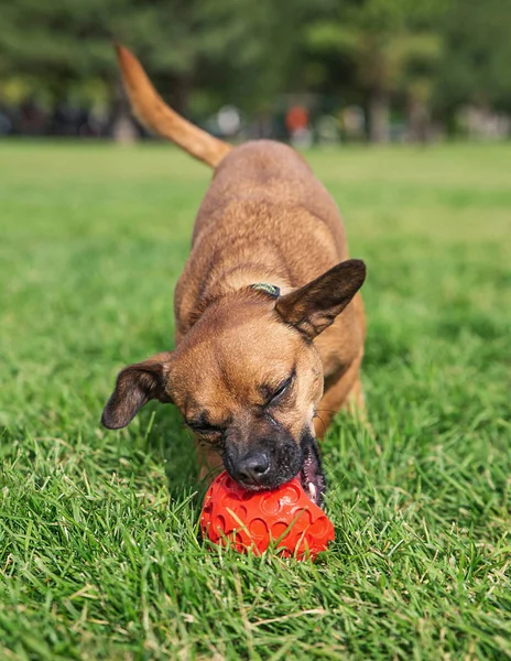 Mix Jamnika Słodkie Chihuahua Grając Piłkę Czerwonej Gumy Zielonej Trawie — Zdjęcie stockowe