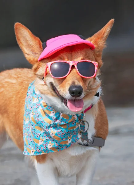 Söt Corgi Bär Solglasögon Och Rosa Hatt Varm Sommardag — Stockfoto