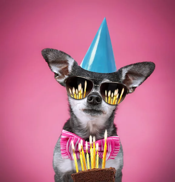 Mignon Chihuahua Avec Noeud Papillon Lunettes Soleil Chapeau Anniversaire Sur — Photo