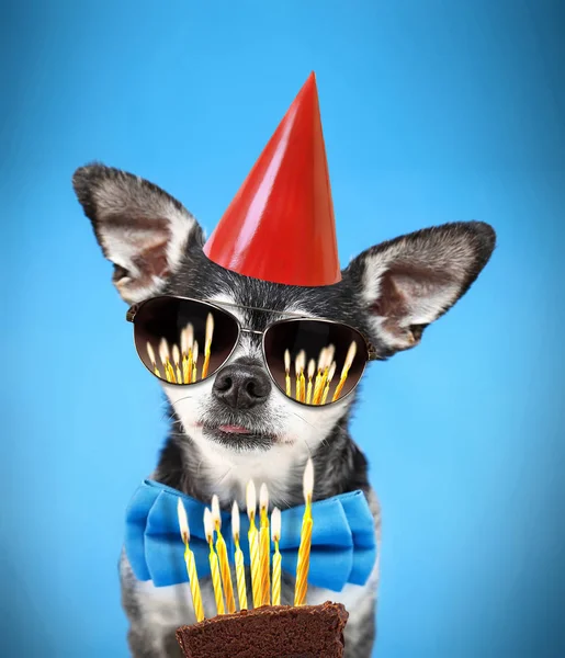 cute chihuahua with his tongue poking out wearing a bow tie and sunglasses and birthday hat on an isolated blue background
