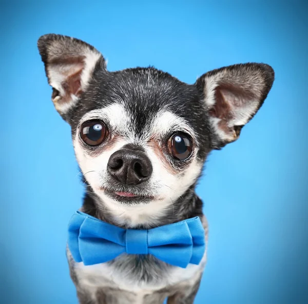 Schattige Chihuahua Met Een Strikje Geïsoleerd Een Blauwe Achtergrond — Stockfoto