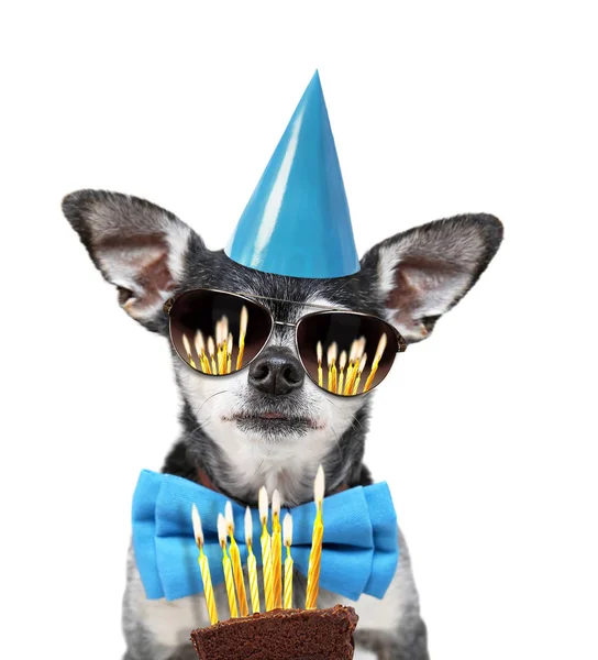 cute chihuahua with a bow tie and sunglasses and birthday hat on an isolated  background