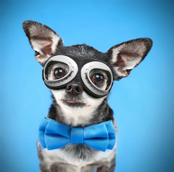 Niedlicher Chihuahua Mit Fliege Und Dampf Punk Brille Auf Isoliertem — Stockfoto