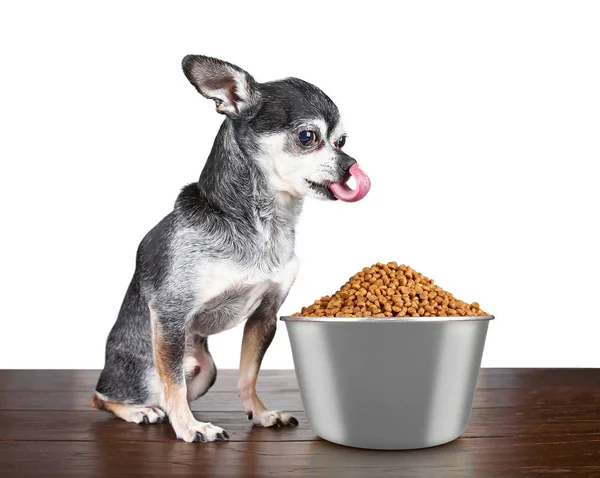 Söt Chihuahua Sitter Framför Gigantisk Skål Med Hundmat Isolerad Vit — Stockfoto