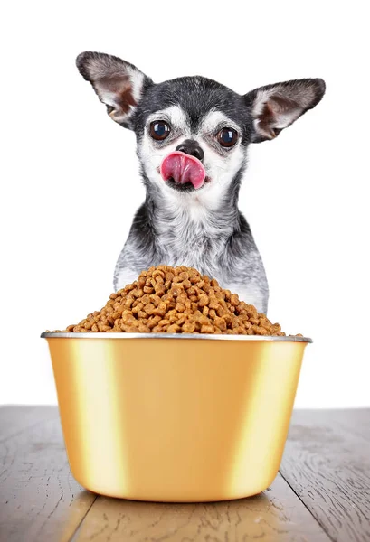 Söt Chihuahua Sitter Framför Gigantisk Skål Med Hundmat Isolerad Vit — Stockfoto