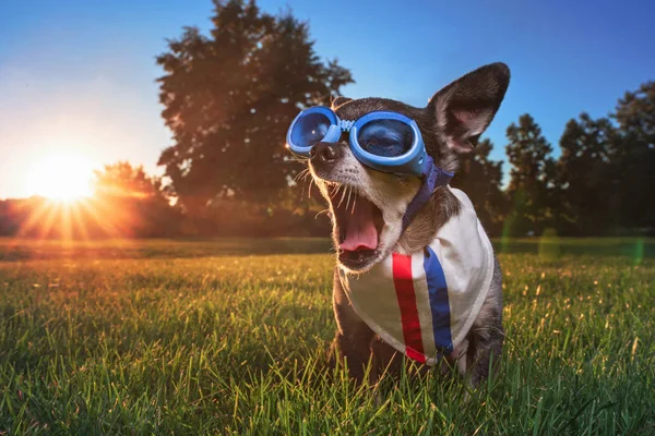Chihuahua Śliczne Noszenie Okularów Chustka Siedząc Trawie Ziewanie Wschodzie Słońca — Zdjęcie stockowe