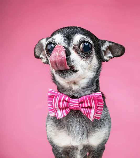 Söt Chihuahua Med Fluga Isolerad Rosa Bakgrund — Stockfoto